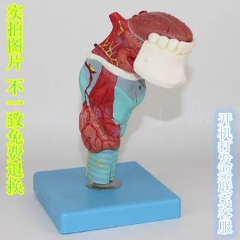 Gerklų, liežuvio modelis Gerklų priedą Liežuvio, dantų, Gerklės anatomijos modelis